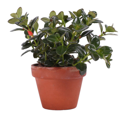 Нематантус (Гипоцирта, грегариус)