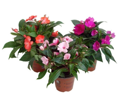 Бальзамин микс (Импатиенс, недотрога)