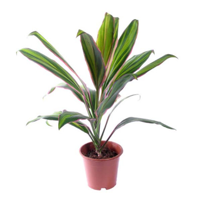 Кордилина Киви