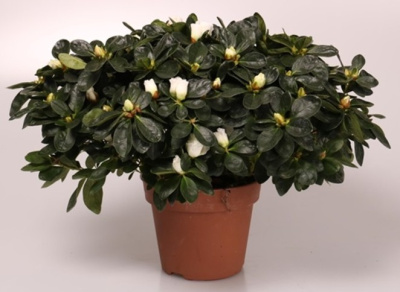 Азалия микс (Рододендрон комнатный)