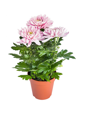 Хризантема Зембла микс