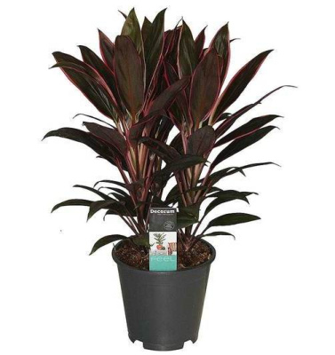 Кордилина Румба