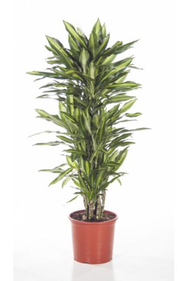 Драцена фрагранс Чинто разветвленная