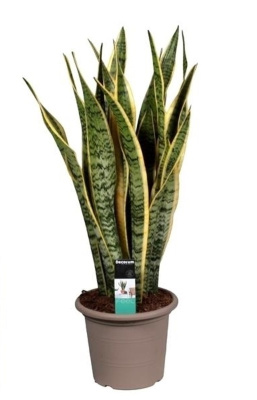 Сансевиерия Лауренти (Тещин язык)