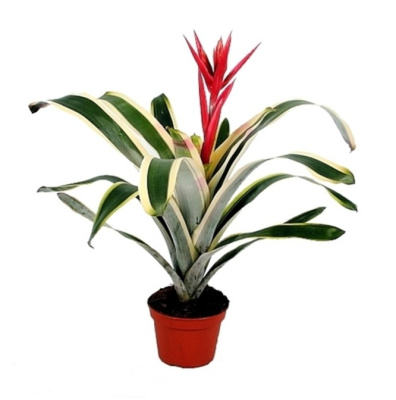 Эхмея Бразилия