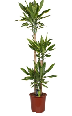 Драцена фрагранс Голден Кост (3 ствола)