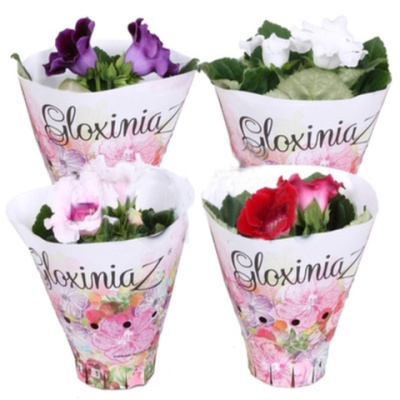 Глоксиния микс (Синнингия)