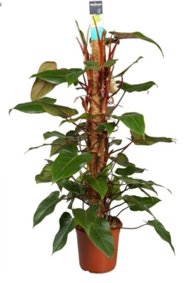 Филодендрон красный изумруд (красный эмеральд)