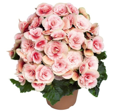 Бегония Элатиор Бориас