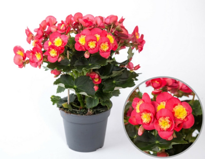 Бегония элатиор Валентино 