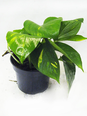 Эпипремнум Ауреум