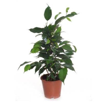 Фикус Бенджамина Даниэль