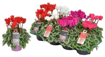 Цикламен микс