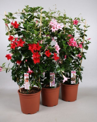 Дипладения микс (Мандевилла)