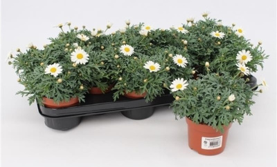 Аргирантемум фрутескенс белый