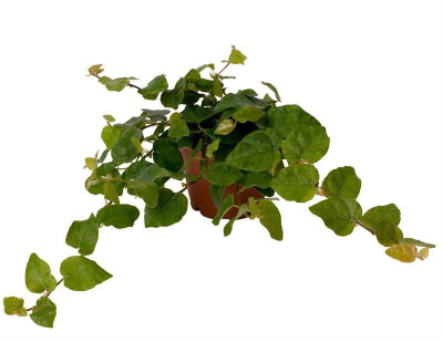 Фикус пумила Грин Санни