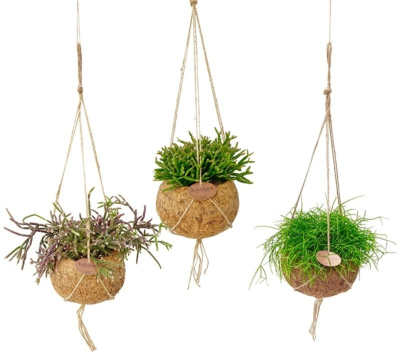 Рипсалис микс в подвесном кокосе