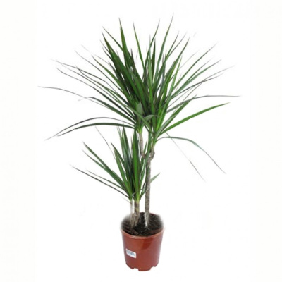 Драцена Маргината (2 ствола)