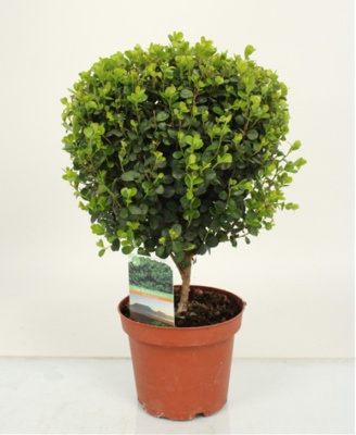 Мирсина африканская