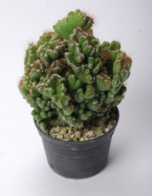 Цереус перуанский монстрозус