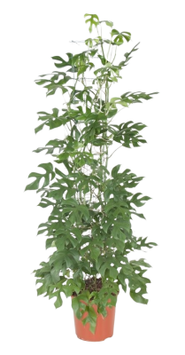 Монстера  Минима на решетке