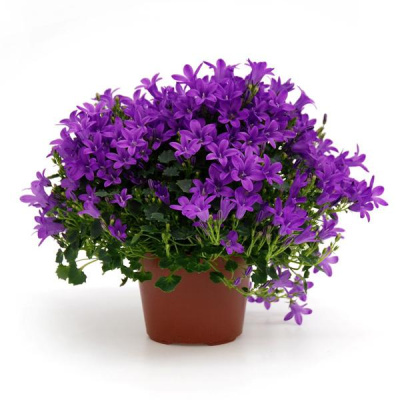 Кампанула синяя Гет Ми (Колокольчик, "Жених")