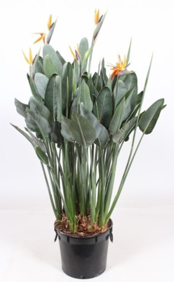 Стрелиция Регина