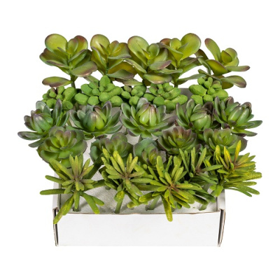 Суккуленты в коробке ассорти 