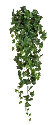 Плющ английский