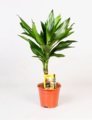 Драцена фрагранс Джанет Линд