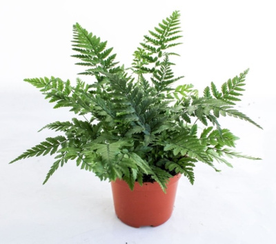 Атириум Спикатум