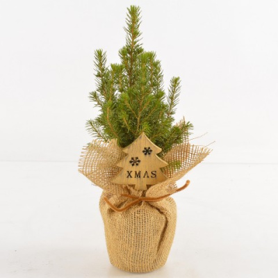 Ель Глаука Коника в праздничной упаковке