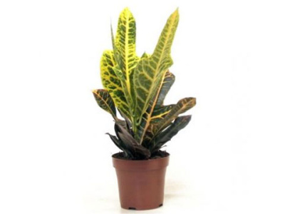 Кротон (Кодиеум) Экселент